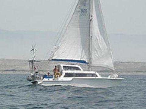 CATALAC 900