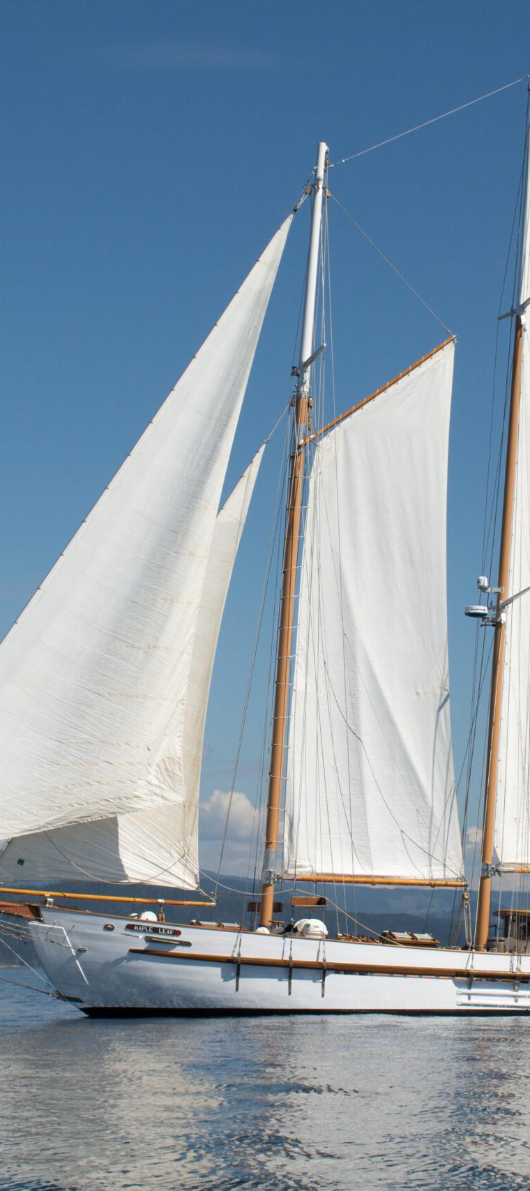 MAPLE LEAF 54