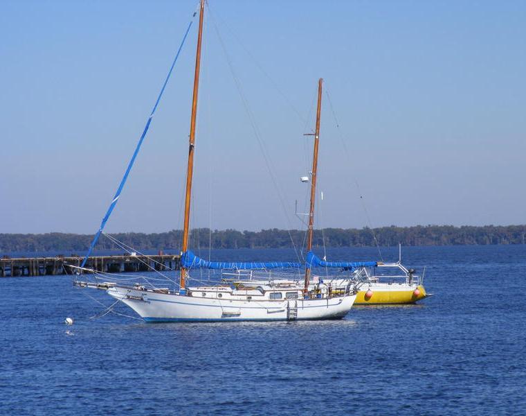 SEA TIGER 41