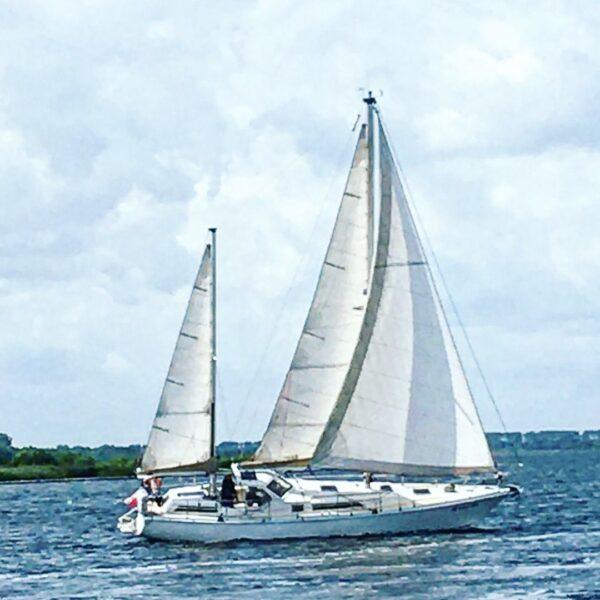 SHARKI 39 (AMEL)