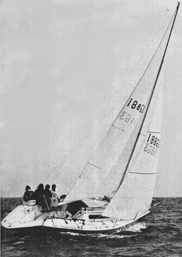 STAG 29